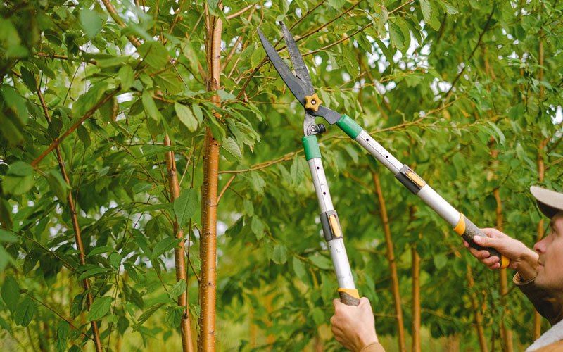 Tree trimming in Spring House, PA